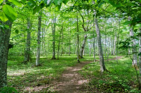 Winding footpath in a bright green forest with hornbeam trees in the nature reserve Halltorps hage...