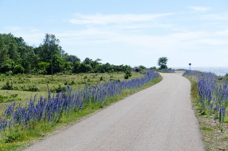 Beautiful country road along the coast with blue flowers by the roadside at Knisa Mosse on the swedish island Olandの写真素材