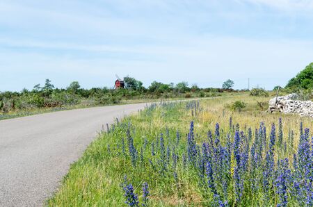 Blossom blueweed by roadside at the swedish island Olandの写真素材