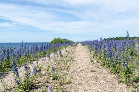 Blue summer flowers by a country road along the coast of the Baltic Sea at the island Oland in Swedenの写真素材