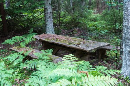 Old mossy resting place deep in a forest at the swedish island Oland