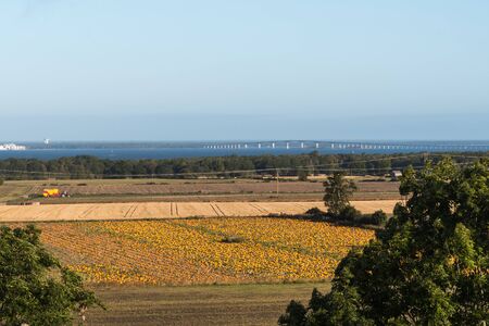 Landscape with a field ripe pumpkins ready for harvest at the island Oland in Swedenの写真素材