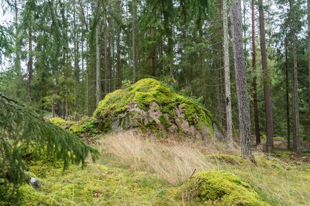 Mossgrown big rock in a green coniferous forestの写真素材
