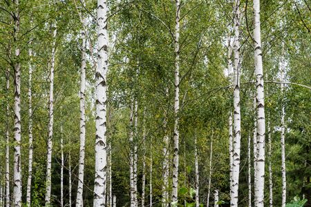 Detail of a forest with white birch tree trunksの写真素材