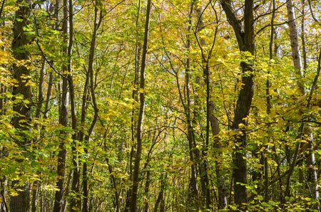 Fall season golden colors in a beautiful deciduous forest