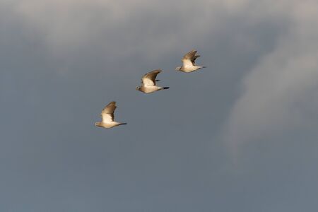 Sunlit Stock Doves, Columba oenas, in flightの写真素材