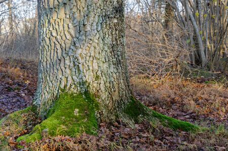 Stable old oak tree root in the woods by fall seasonの写真素材