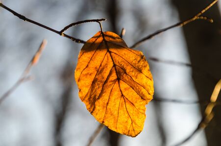 The last colorful beech leaf glowing in the sunshine by fall season