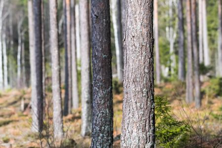 Sunlit pine tree stem closeup in a bright forest with a lot of tree trunks
