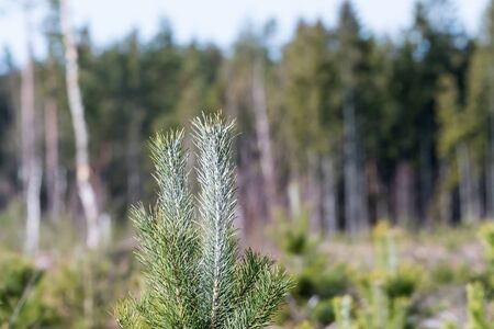 Pine tree plant protected against wild animals in a sunlit pine tree plantation
