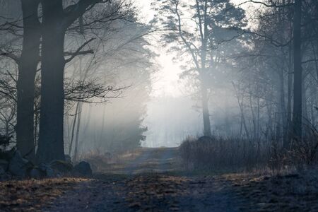 Misty dirt road in the woods in the first morning light