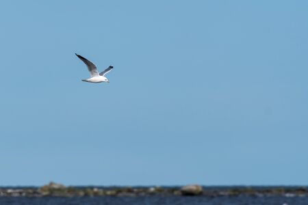 Seagull flying along the coastline by a blue skyの写真素材
