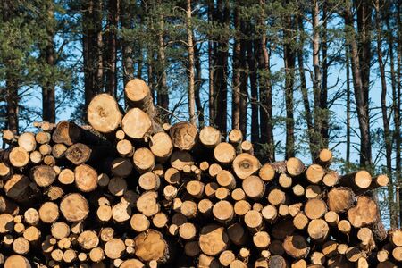 Stacked pulpwood biomass  in a pine tree forest