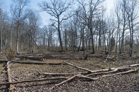 Fallen dead trees in a nature reserve by Dyestad on the swedish island Oland
