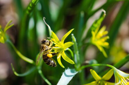 Honeybee pollination close up on a yellow flower Stars of Bethlehem