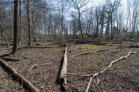 Fallen dead trees in a nature reserve by Dyestad on the swedish island Oland