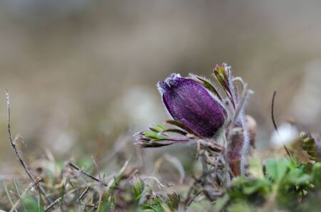 Pasque flower bud close up in early spring season