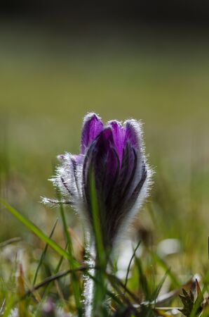 Beautiful backlit Pasque flower close upの写真素材