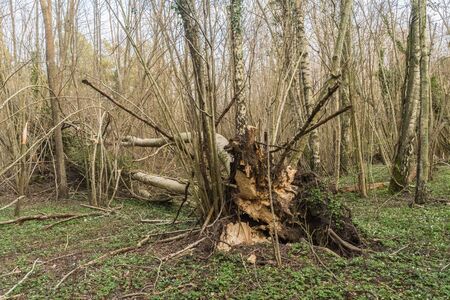 Wind fallen tree in a deciduous forest in spring season