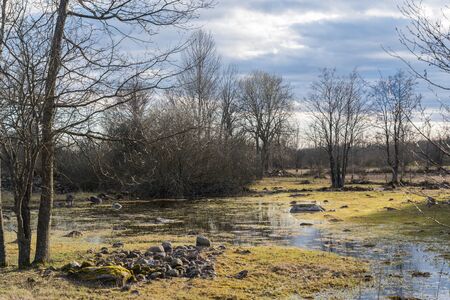 Springtime by a sunlit wetland in the swedish nature reserve Karum on the island Olandの写真素材