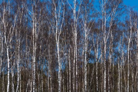 Birch trees grove in early spingtime