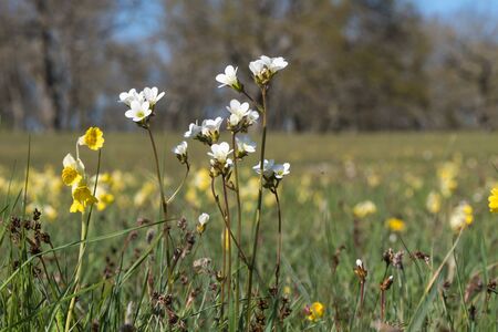Blossom group with Meadow Saxifrages in a swedish nature reserve