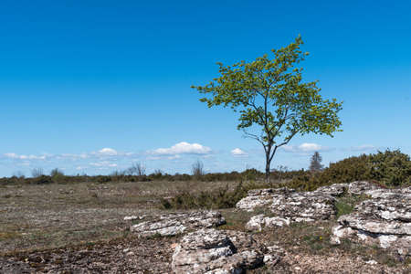 Lone green tree in a barren landscape in the world hertitage site of southern Oland in Swedenの写真素材