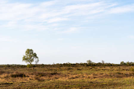 Lone Birch tree in a great barren landscape Stora Alvaret on the island Oland in Swedenの写真素材