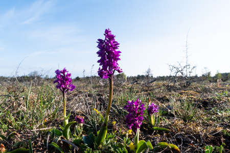 Blosson Early Purple Orchid, Orchis mascula, in a barren landscape on the island Oland in Sweden