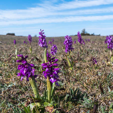 Blossom purple orchids, Orchis mascula, in a barren landscape in the southern Oland in Swedenの写真素材