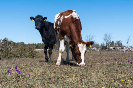 Grazing cattle among purple orchids in the southernn Oland in Swedenの写真素材