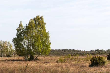 Birch tree group in a wide open landscape Stora Alvaret on the island Oland in Swedenの写真素材