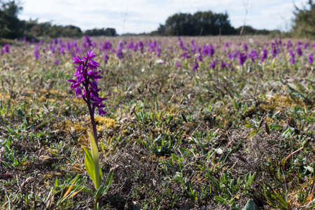 Landscape with blossom Early Purple Orchids in the southern Oland in Swedenの写真素材