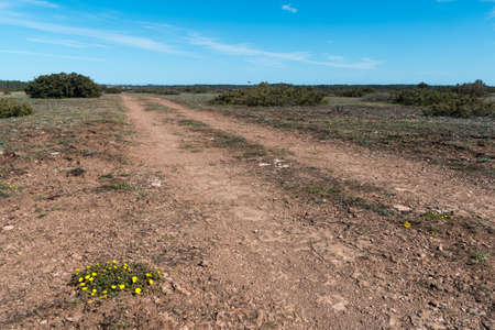 Hoary Rockrose plant by a dirt road in a barren landscapeの写真素材