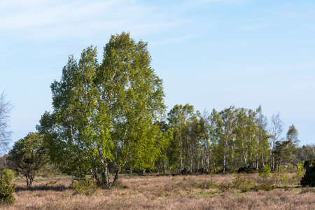 Birch trees in a great wide open grassland on the island Oland in Swedenの写真素材