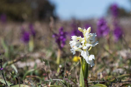 White Early Purple Orchid, Orchid mascula, portrait with normal purple colored species in the backgroundの写真素材
