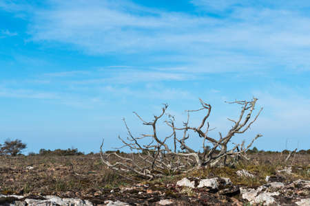Dried juniper skeleton in a wide barren grassland Stora Alvaret on the island Oland in Swedenの写真素材