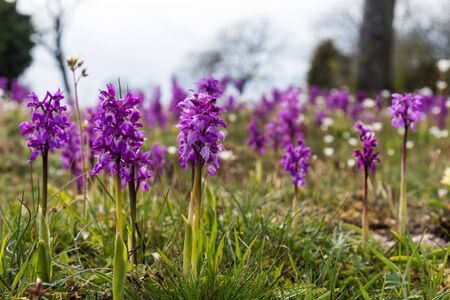 Early Purple Orchids, Orchis mascula, in a bright low angle image from the swedish island Olandの写真素材