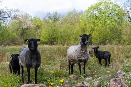 Curious sheep with lambs in a farmland in leafing seasonの写真素材