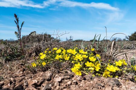 Group with blossom Hoary Rockroses in a great plain grassland on the island Oland in Swedenの写真素材