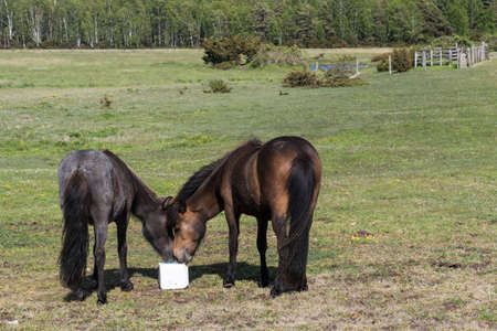 Togetherness, two horses shares a mineral block in a green landscapeの写真素材