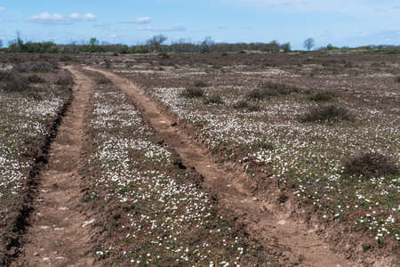 Winding dirt road with growing daisies, Bellis perennis, on the island Oland in Swedenの写真素材