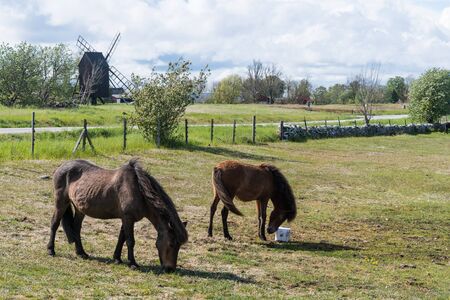 Grazing horses in a grassland with an old windmill in the background on the island Oland in Swedenの写真素材