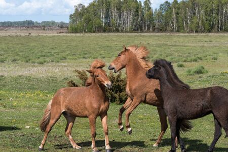 Playful horses in a green grassland in spring seasonの写真素材