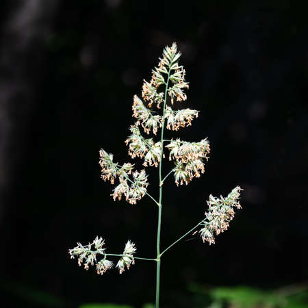 Blossom grass straw portrait by a black backgroundの写真素材