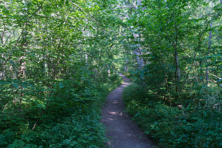 Empty footpath winding through a lush greenery in summertimeの写真素材