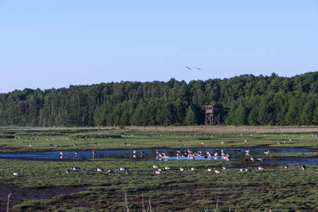 Geese in a wetland with birdwatching tower in the nature reserve by Beijershamn on the island Oland in Swedenの写真素材