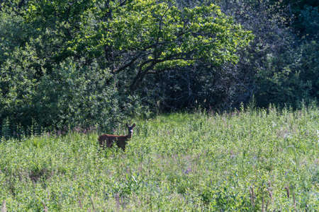 Curious Roe deer in green vegetation in summer seasonの写真素材