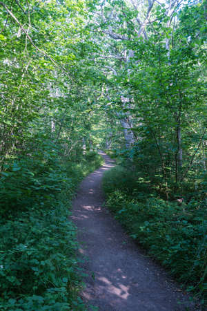 Winding footpath through a lush greenery in summer seasonの写真素材