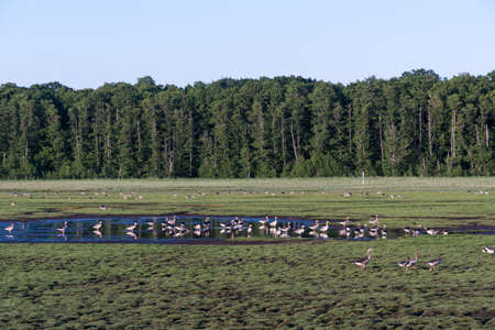 Geese in the swedish nature reserve Beijershamn on the island Olandの写真素材